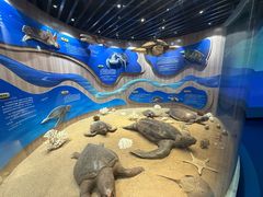 -广东惠东海龟国家级自然保护区
