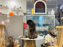 -楼上猫咖(罗湖店)