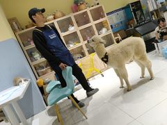 -RU DUCK柯尔鸭公社·撸鸭俱乐部·羊驼·小香猪