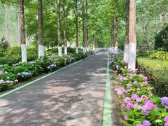 -合肥滨湖国家森林公园