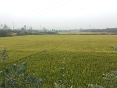 -武汉紫薇都市田园