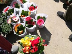 -中环花鸟鱼虫市场