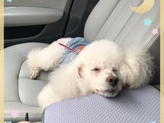 -電力宠物公司(武定路店)