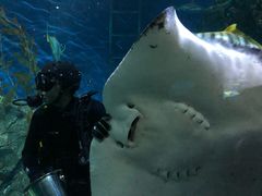 -暹罗海洋世界