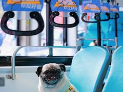 -帕帕拉兹宠物(亚洲旗舰店)