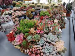 -荷兰花海