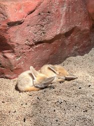 -Zoolung Zoolung动物主题公园(海信广场店)