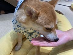 -逗柴咖啡屋·狗咖猫咖宠物桌游