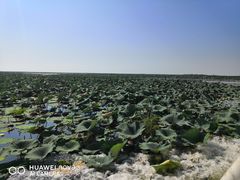 -洪湖湿地生态园