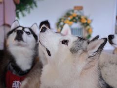 -Husky Go! 哈士奇体验馆·宠物咖啡厅狗咖