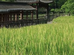 -龙头寺公园
