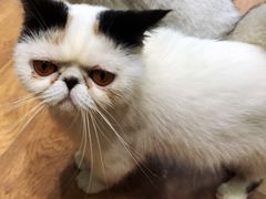 -猫色咖啡·猫咖