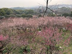 -无锡梅园公园