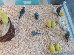 -怪兽屋·羊驼·猫咖·狗咖(俊华广场店)