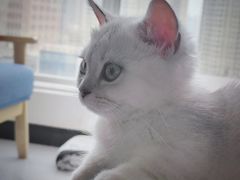 -佑安动物医院·全科·内窥镜中心(幸福巷店)