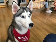 甜甜-Husky Go! 哈士奇体验馆·宠物咖啡厅狗咖