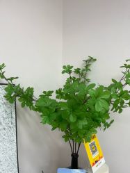 -变美丽半永久定妆连锁·纹眉·机器野生眉
