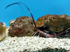 -北戴河圣蓝海洋公园