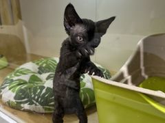 -青奢宠物·青奢猫舍