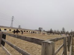 -北京群众马术培训基地