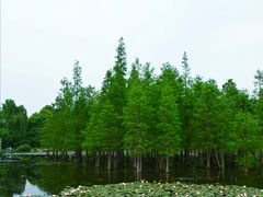 -白鹭湾湿地公园