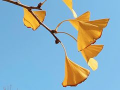 -三里屯东五街银杏大道