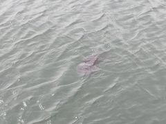 -贝林大翅鲸简餐厅(国家海洋博物馆店)