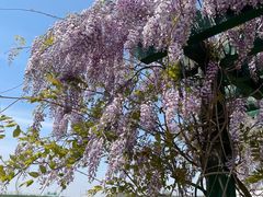 -杭州湾海上花田景区