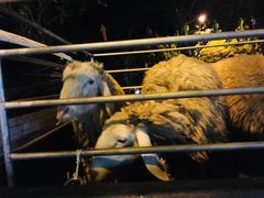 -清迈夜间动物园