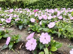 -南大门韩国米糕(公滨路店)