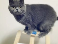 -伟伟宠物医院·CT影像中心·瑞派犬猫综合性门诊(汉口总院)