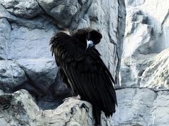 -鄂尔多斯野生动物园