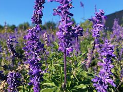 -北京东方普罗旺斯薰衣草庄园