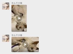 -喵百万·布偶·蓝金金渐层英短·猫舍(百子湾店)