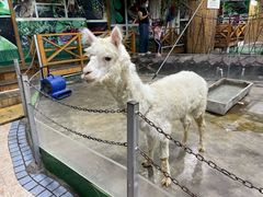 -上海大自然野生昆虫馆(东方明珠·爬宠昆虫探索中心)