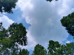 -黄海国家森林公园