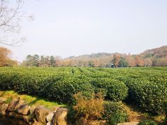 -野蔓果·山野菜(西湖景区·龙井茶田店)