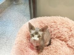 -momokira米努特·德文卷毛猫·棉花面纱犬