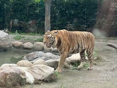 -上海野生动物园老虎餐厅