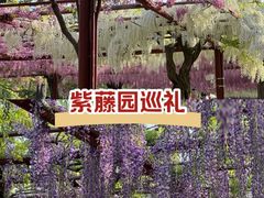 -嘉定紫藤园