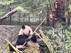 -都江堰中华大熊猫苑