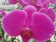 -西部兰花园生态园