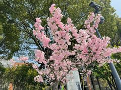 -陆家嘴中心绿地