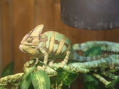 -上海大自然野生昆虫馆(东方明珠·爬宠昆虫探索中心)