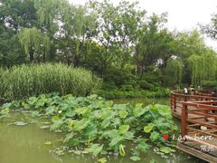 -青枫公园