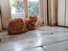 -海边的猫和咖啡馆