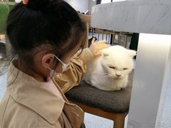 -喵园·猫主题咖啡厅·撸猫·猫咖(国贸店)