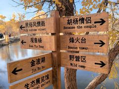 -金塔沙漠胡杨林景区