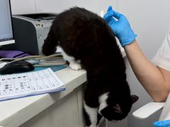 -博特宠物医院24h犬猫全科.骨科·异宠