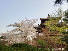 -西安青龙寺遗址景区